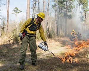 A TNC Texas fire crew member ignites a prescribed burn to consume plant fuels on the forest floor using a drip torch, while two fire practitioners sit on ATVs in the background.