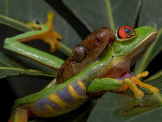 A green tree frog is in the jaws of a cat-eyed snake.