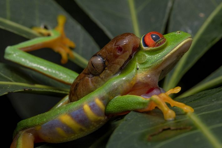 A green tree frog is in the jaws of a cat-eyed snake.