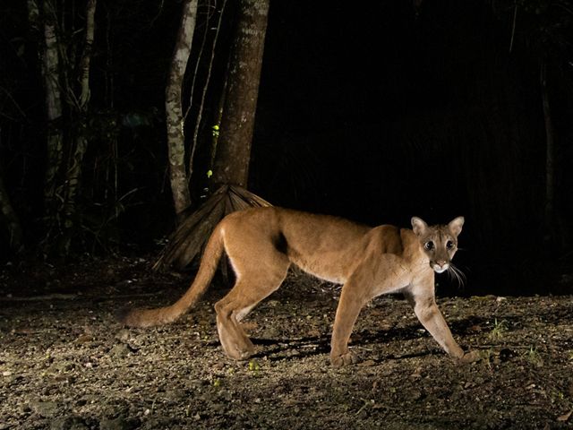 A camera trap image of puma walking through a forest at night.