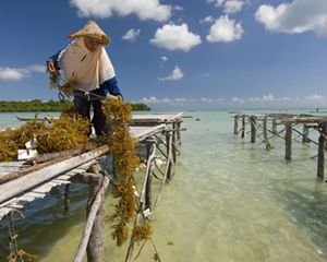 Wa Nuri harvesting and preparing seaweed at the docks of Liya village on the island of Wangi Wangi in Wakatobi National Park, Indonesia.  