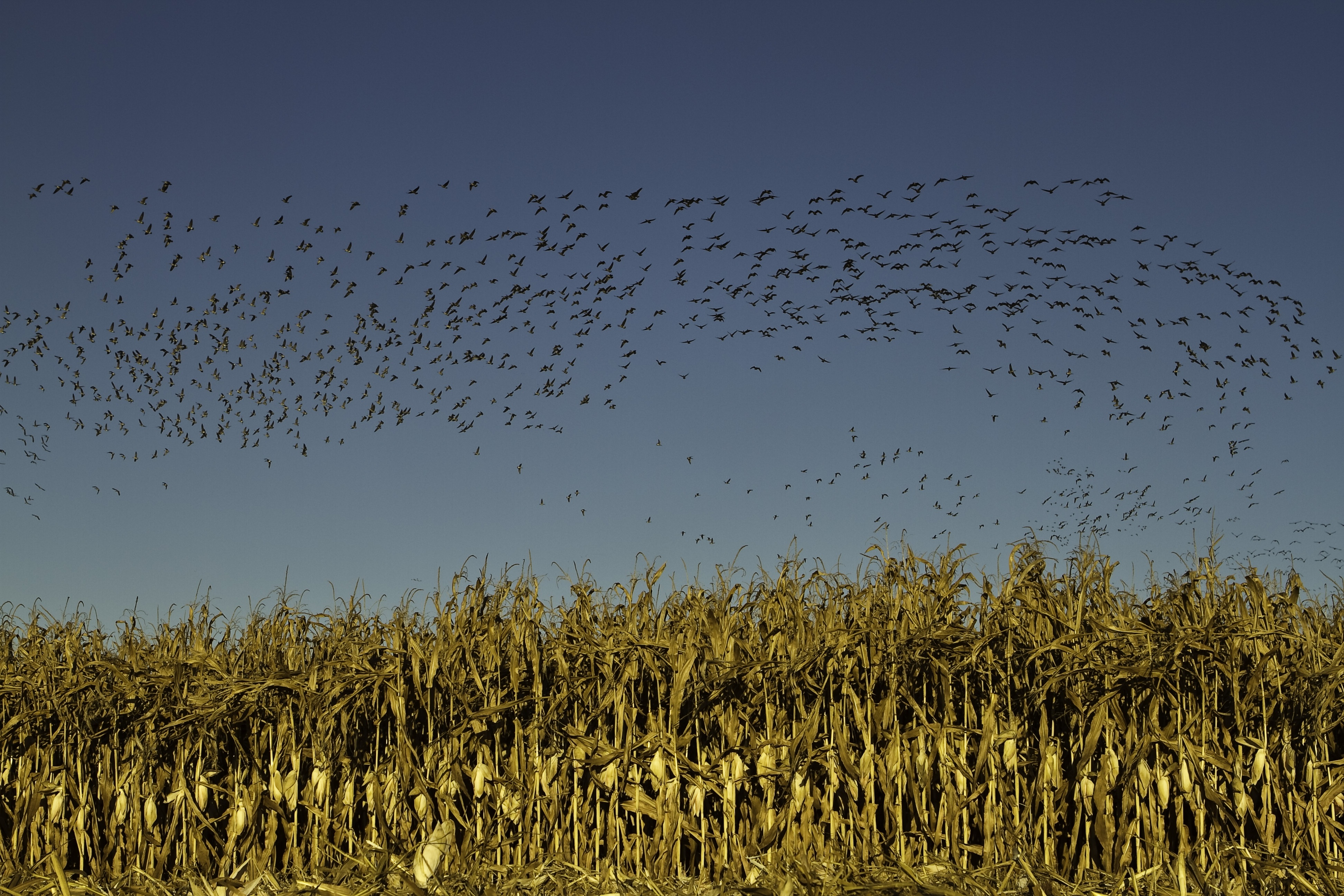 birds flying above a corn field.