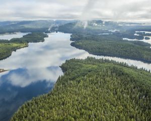 Aerial of cedar and spruce forest divided by rivers and inlets.