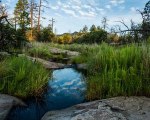 Lush meadow with clouds reflected off a pool of water surrounded by forest.