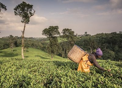 a woman harvesting tea at a hilly tea plantation in Kenya.