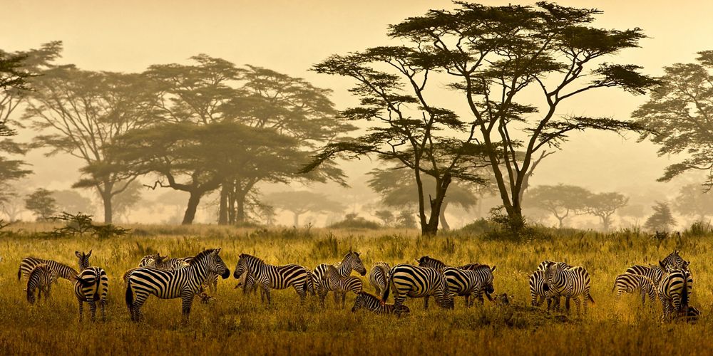 A herd of zebras stand in tall golden grasses on the Serengeti in Tanzania.
