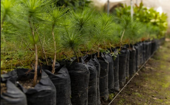seedlings lined up in bags in a tree nursery.
